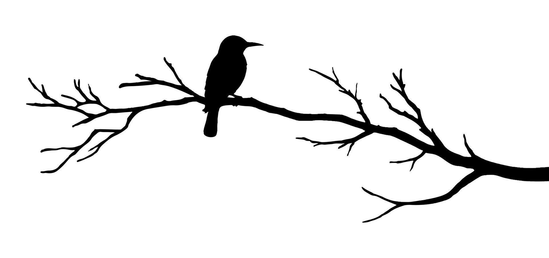 Bird silhouette on tree branch illustration vector