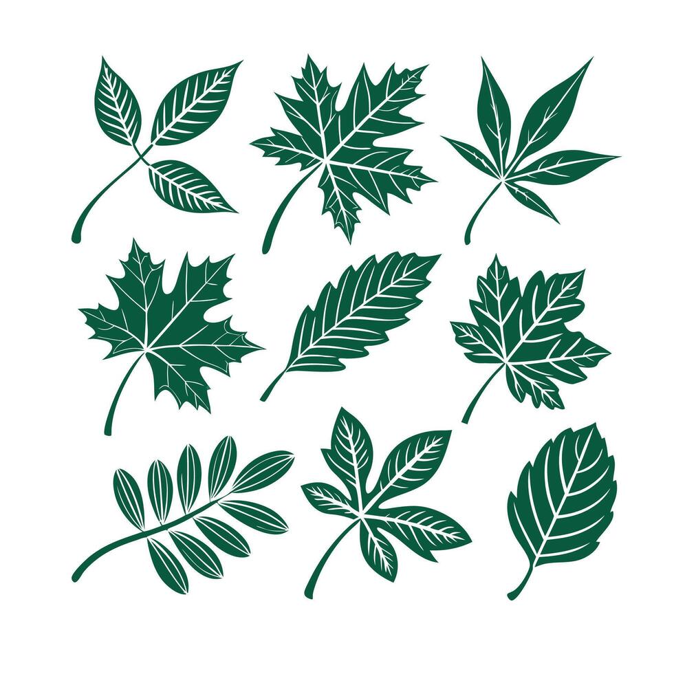 Set of green color leaf vector