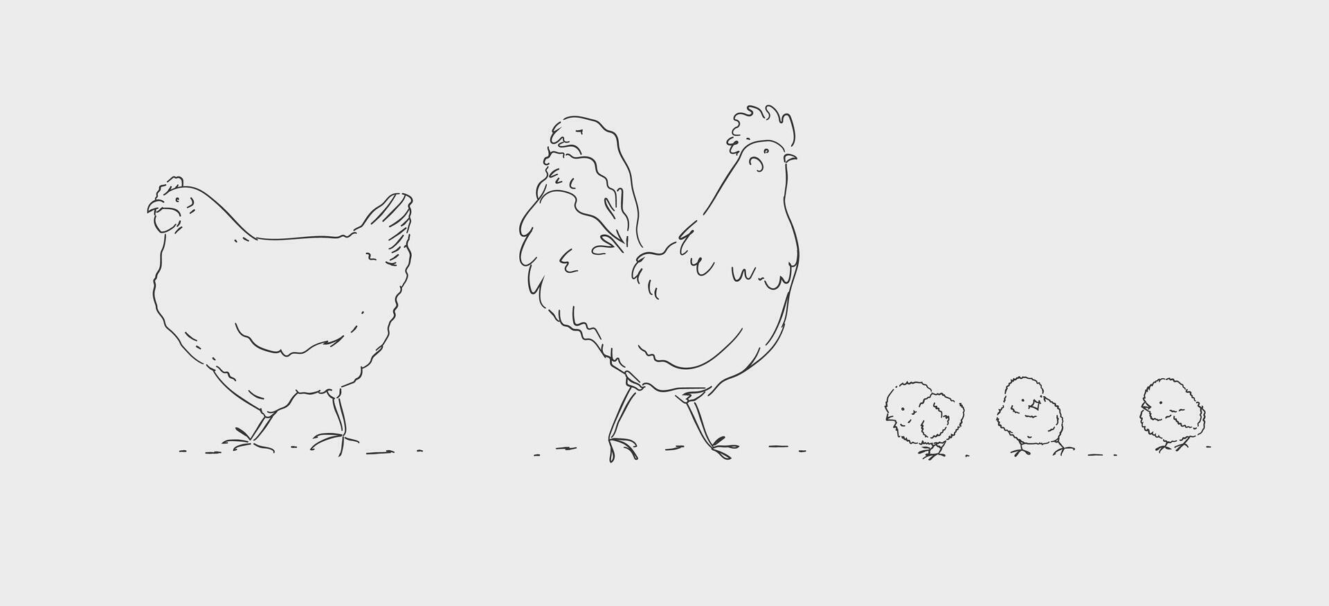 Hen chicks and rooster, chicken farm family drawing on white background vector