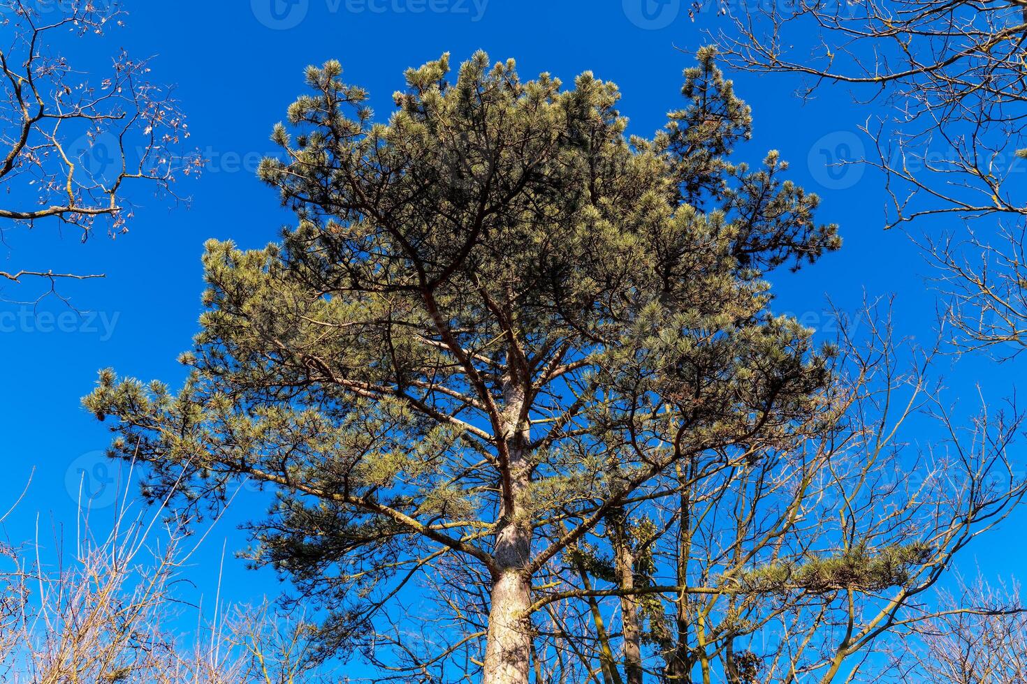 Tall pine tree reaches for clear blue sky in a tranquil forest setting during a sunny day in early spring photo