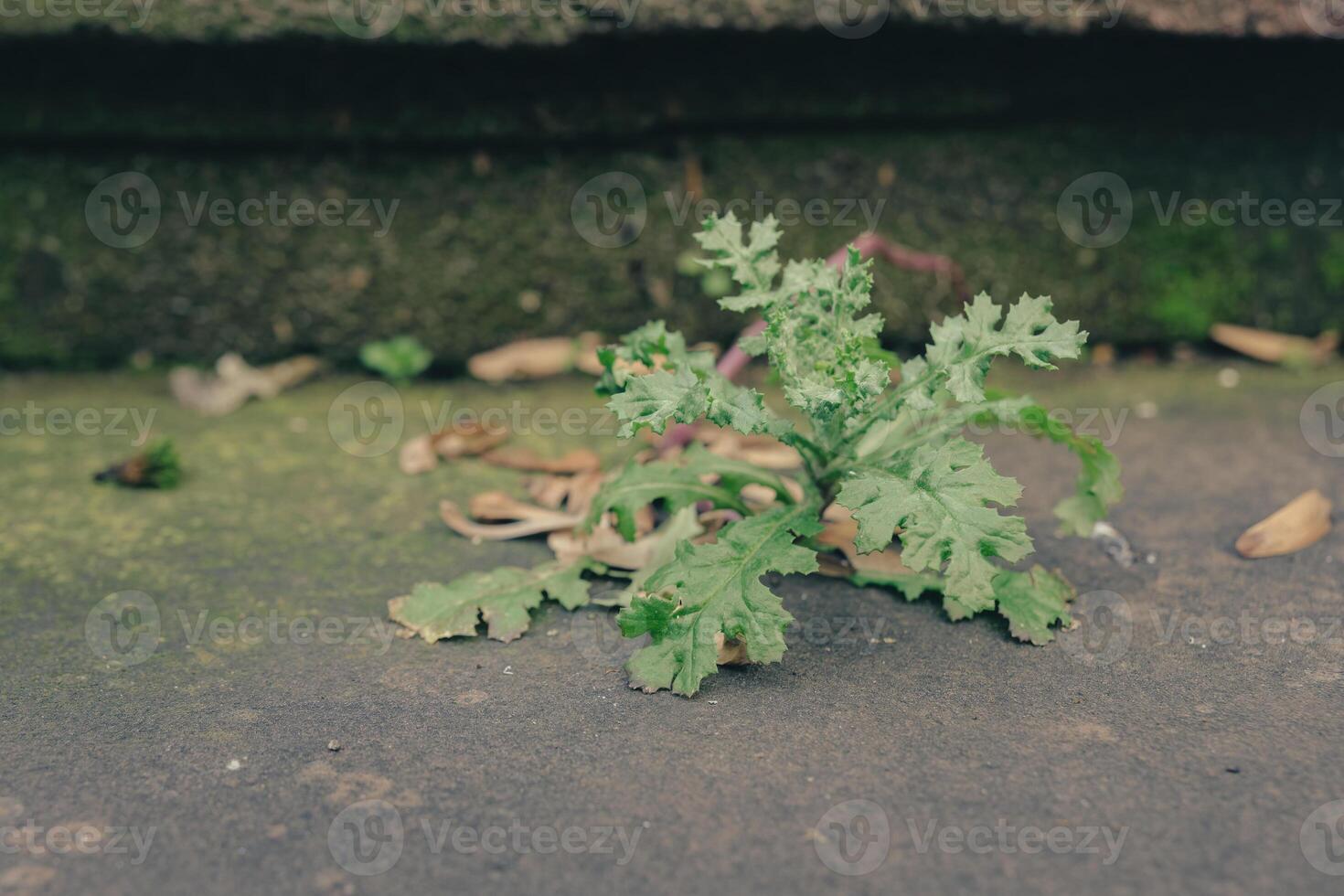 Small green plant growing on a textured surface with scattered organic debris in an outdoor setting photo