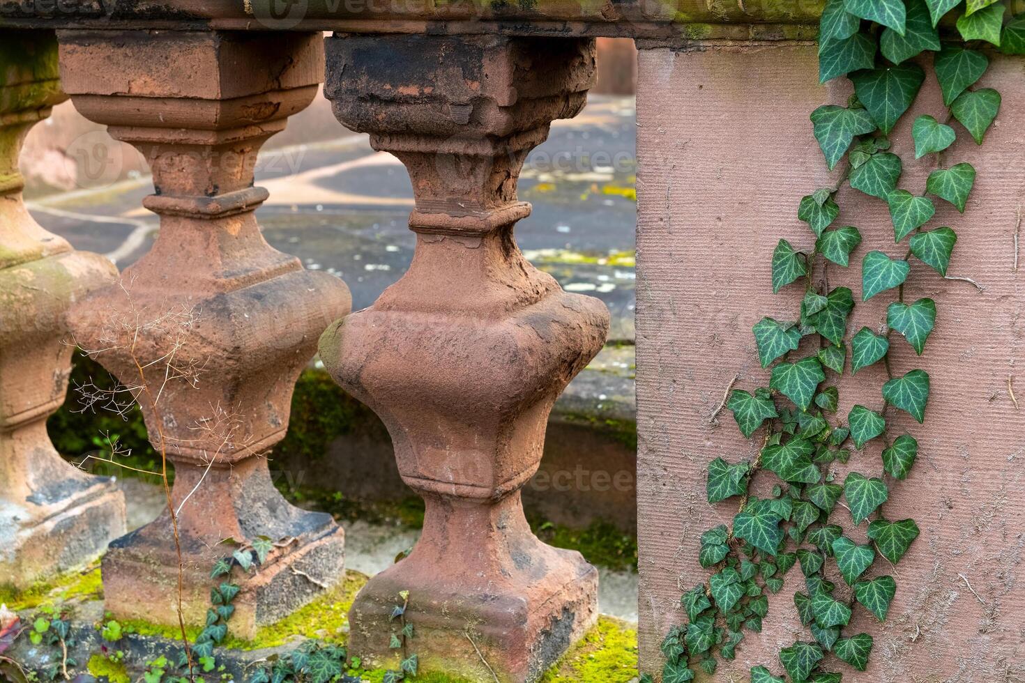 Old stone railing with ivy growing in a serene outdoor setting during the early morning light photo