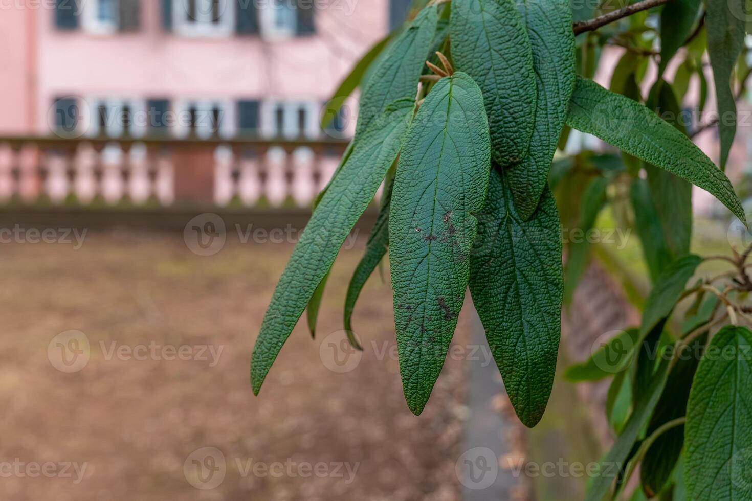 Close-up view of lush green leaves in a quiet garden setting during early springtime photo