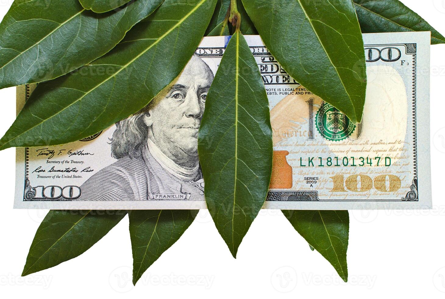 Hundred dollar banknote with bay leaves photo