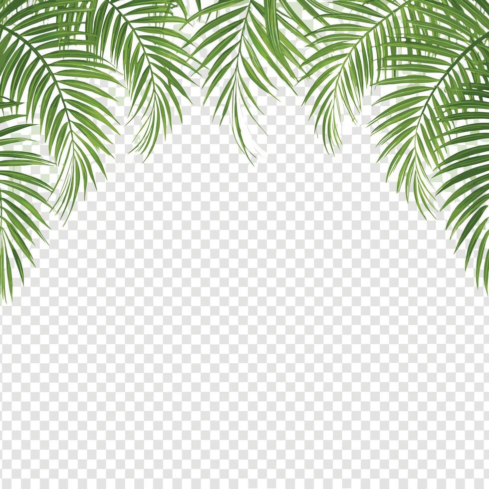 tropical palm leaves border summer frame design for invitations and ads vector