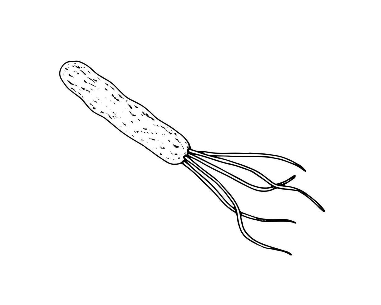 illustration of a lophotrichous bacterium in black and white line art technique. Hand drawn, detailed microbial cell, ideal for medical, microbiology, and healthcare designs vector