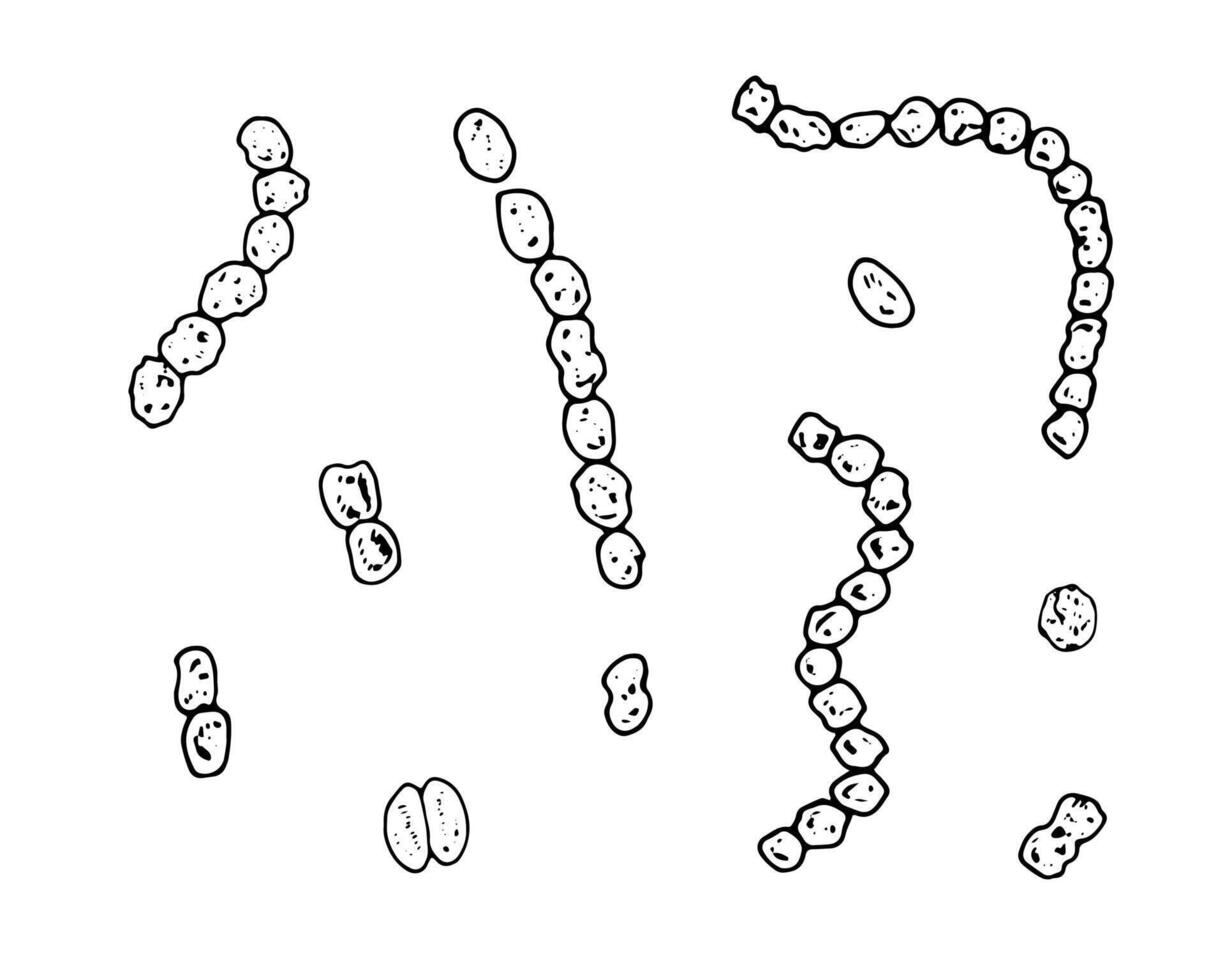 set of hand drawn streptococci bacteria in black and white. Medical line art illustration depicting microbial infection. Ideal for disease prevention designs vector