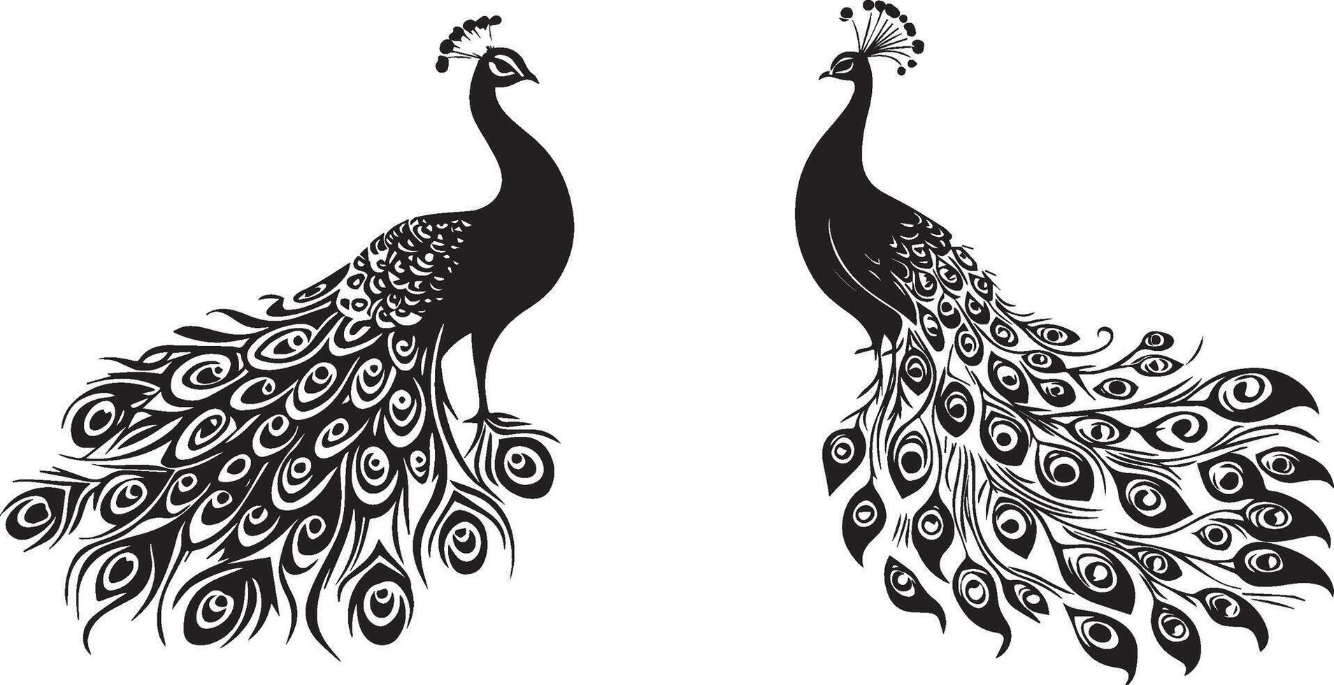 Black and white peacock set graphic vector
