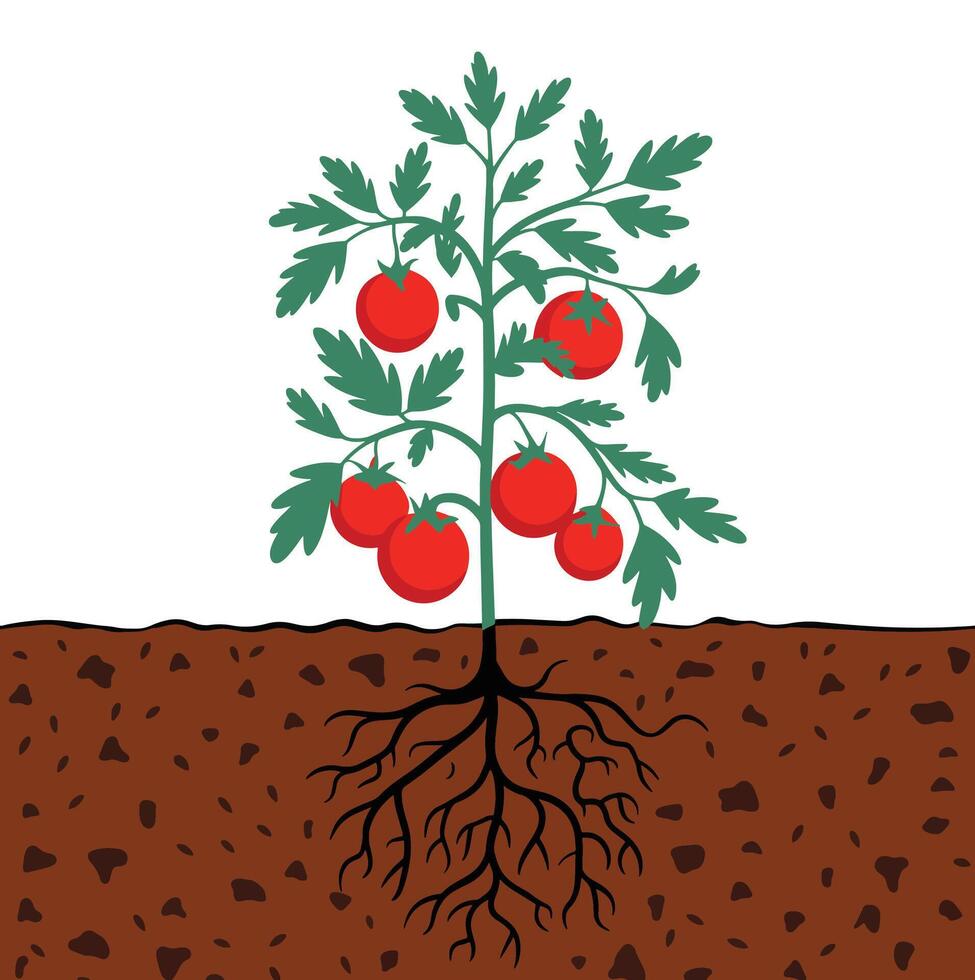 Tomato Plants with Roots in Soil Texture vector