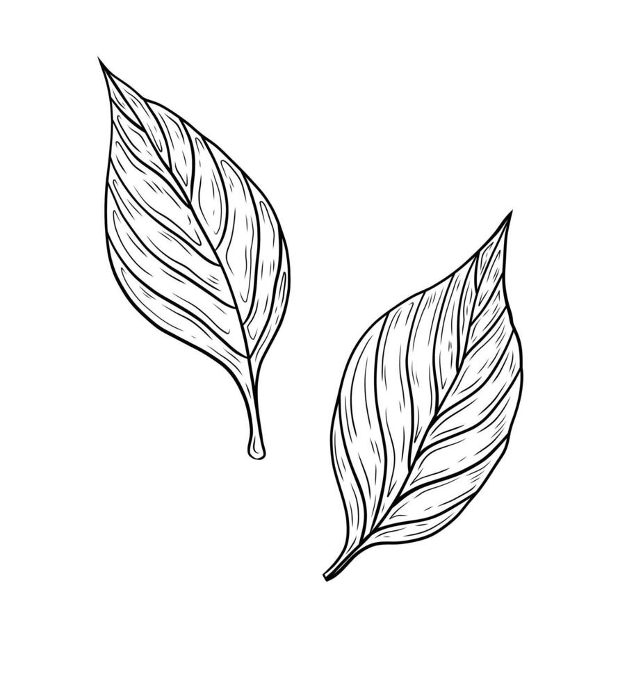 tree leaves. Hand drawn graphics, leafy leaves. Design form, botany, plants and nature. Ecology, greenery and forests. vector