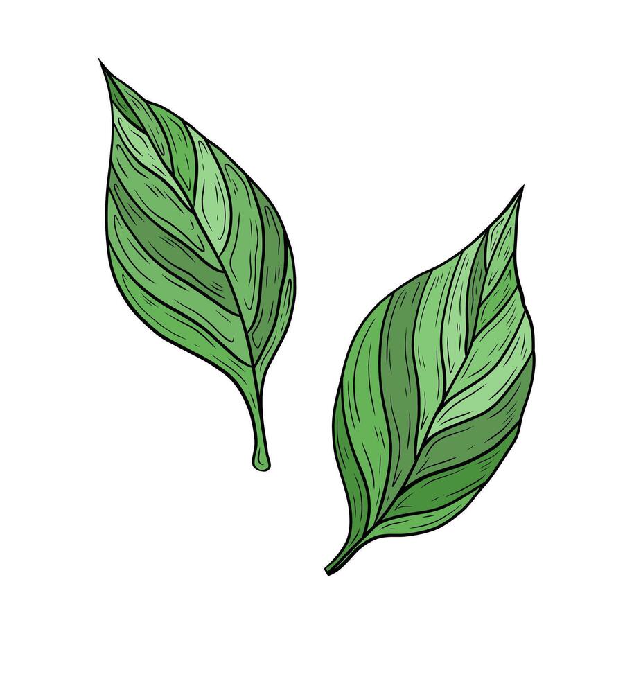 set two green leaves. Hand drawn graphics, green tree leaves. Design and decoration, ecology, nature theme. Linear color drawing, green leaves on a white background. vector