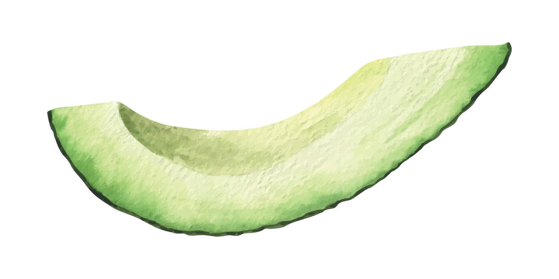 Part of Avocado fruit. Isolated hand drawn watercolor illustration of ripe slice avocado vegetable. Clipart of vegan superfood for menu, package, cosmetic, textile, stationery, cards, recipe vector