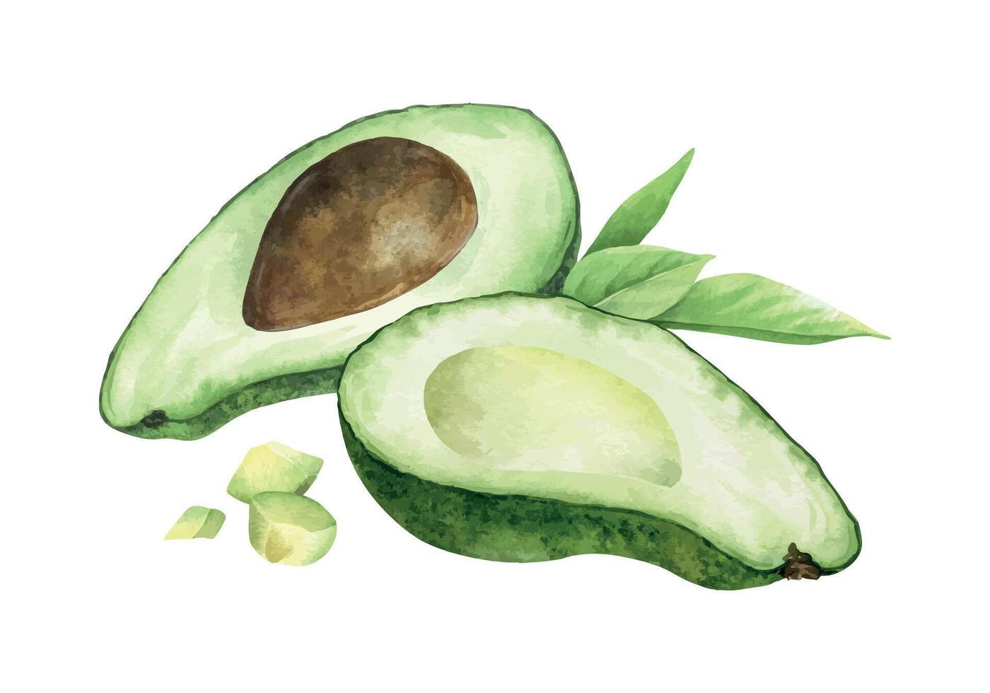 Two avocado halves, pulp of fruit and leaves. Isolated hand drawn watercolor illustration. Vegetable Composition of vegan superfood for menu, package, cosmetic, textile, stationery, cards, recipe vector