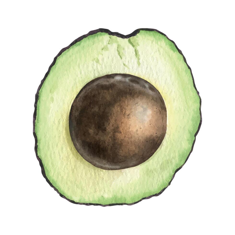 Half of Avocado fruit with seed. Isolated hand drawn watercolor illustration of slice green avocado vegetable. Clipart of vegan food for menu, package, cosmetic, textile, stationery, cards, recipe vector