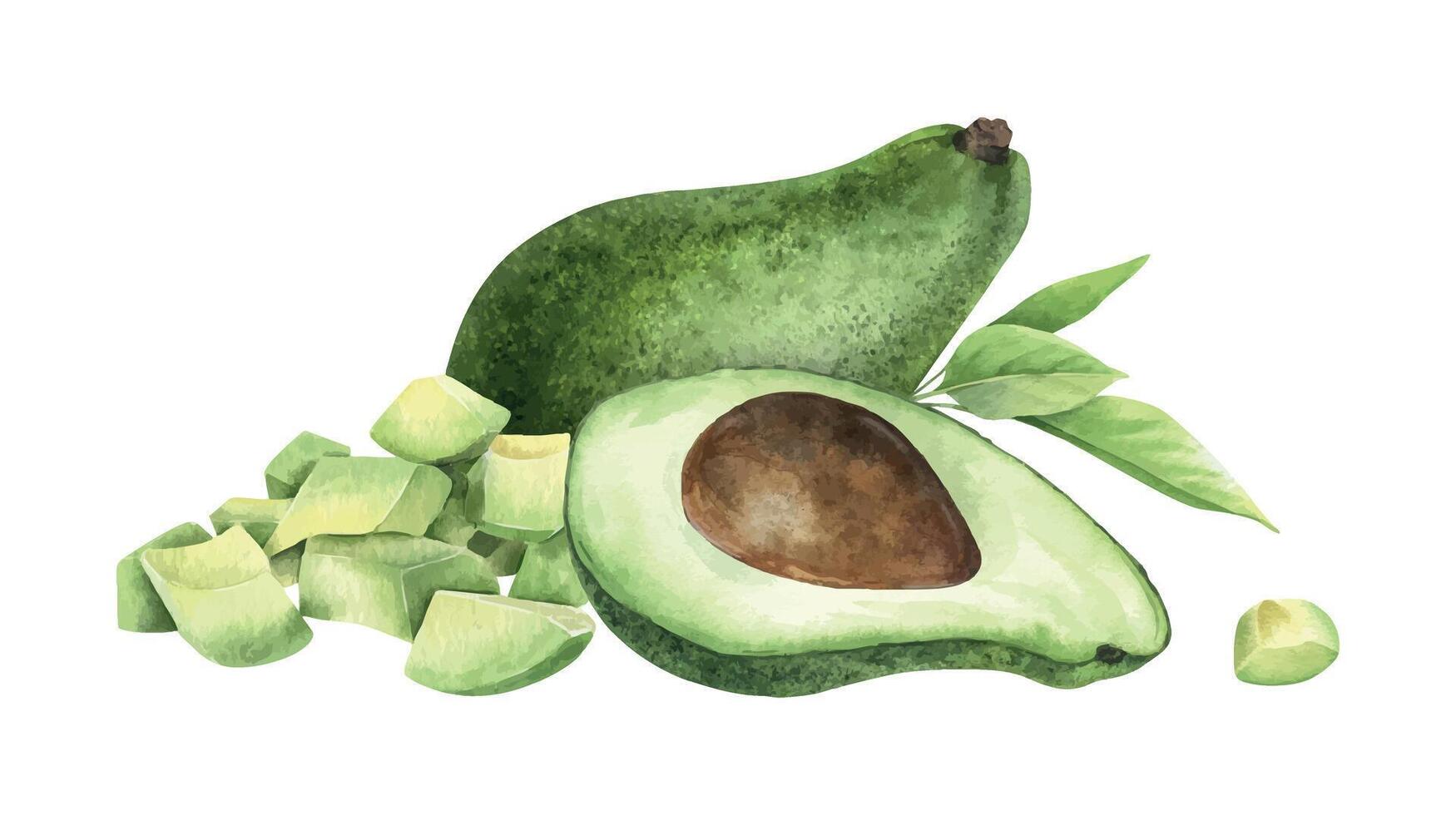 Halves Avocado fruits with seed, pulp and leaves . Isolated hand drawn watercolor illustration. Arrangement of vegan vegetable for menu, package, cosmetic, textile, stationery, cards, recipe vector