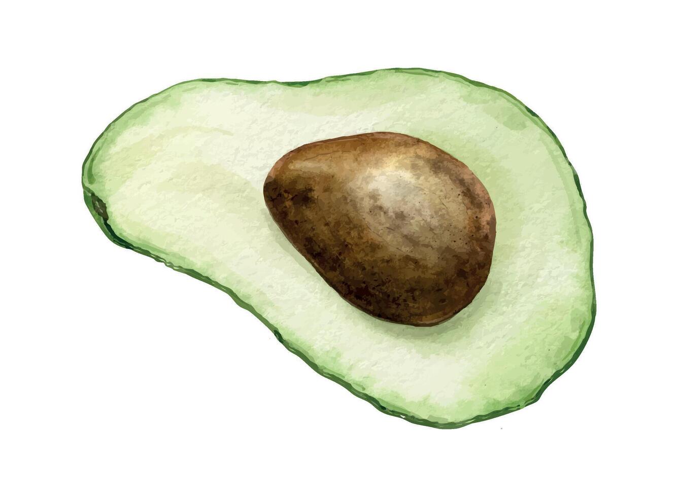 Halved Avocado with seed. Isolated hand drawn watercolor illustration of slice green avocado fruit. Clipart of organic vegetable for menu, package, cosmetic, textile, stationery, cards, recipe vector