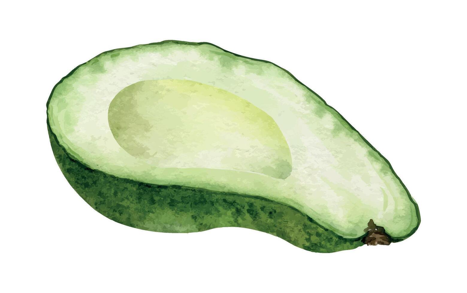 Seedless Avocado sliced open. Isolated hand drawn watercolor illustration of pulp green avocado vegetables. Clipart for menu, package, cosmetic, textile, stationery, cards vector