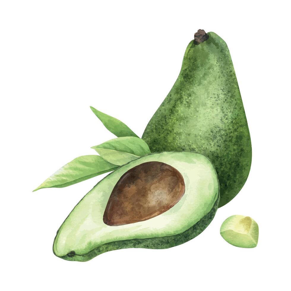 Ripe Avocado fruits, Halved, slices and leaves . Isolated hand drawn watercolor illustration. Arrangement of vegan superfood for menu, package, cosmetic, textile, stationery, cards, recipe vector