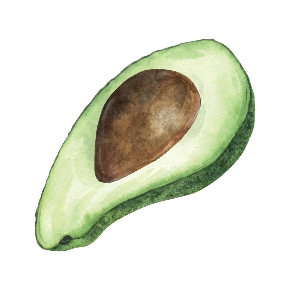 Slice Avocado with green skin and seed. Isolated hand drawn watercolor illustration of cut-open avocado fruit. Organic vegetable for menu, package, cosmetic, textile, stationery, cards, recipe vector
