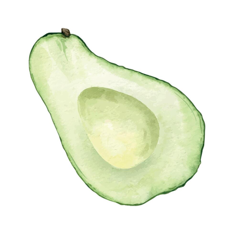 Green Avocado slices. Isolated hand drawn watercolor illustration of pulp avocado fruits. Clipart for menu, package, cosmetic, textile, stationery, cards, recipe vector