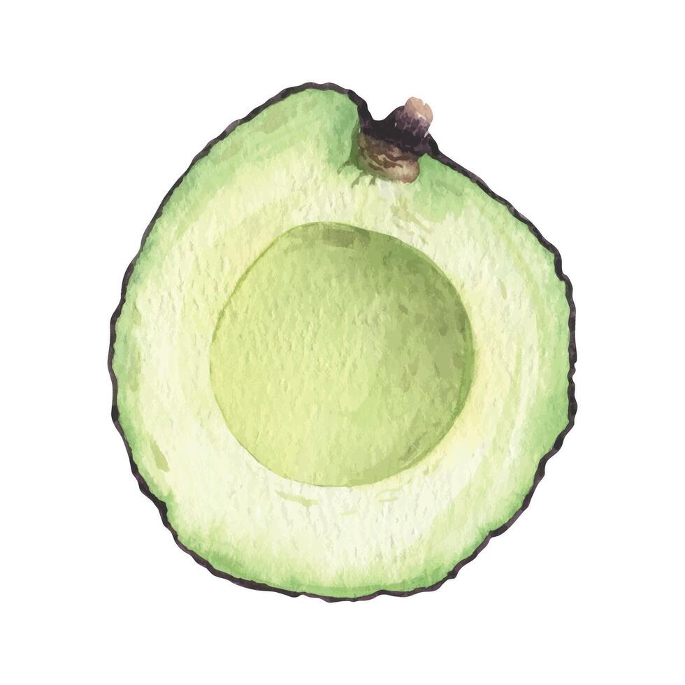 Hass Avocado slices. Isolated hand drawn watercolor illustration of cross section avocado fruits. Clipart for menu, package, cosmetic, textile, stationery, cards, recipe vector