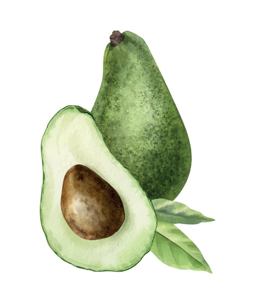 Green Avocado, half of fruit with seed and leaves. Isolated hand drawn watercolor illustration. Arrangement of vegan superfood for menu, package, cosmetic, textile, stationery, cards, recipe vector
