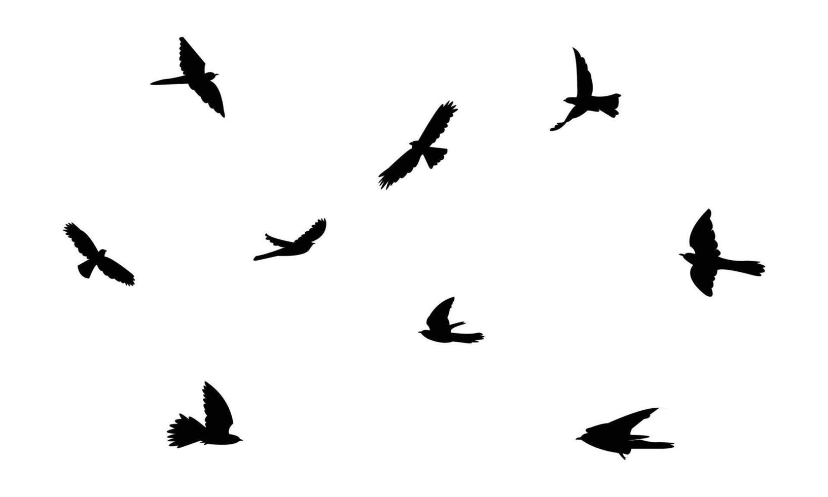 Flying African cuckoo bird Silhouette Collection vector