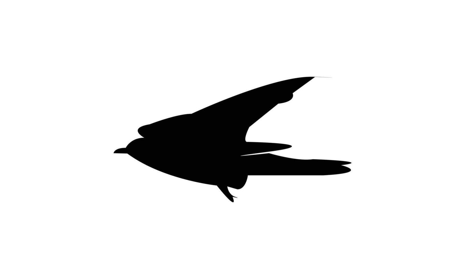 Flying African cuckoo bird Silhouette vector