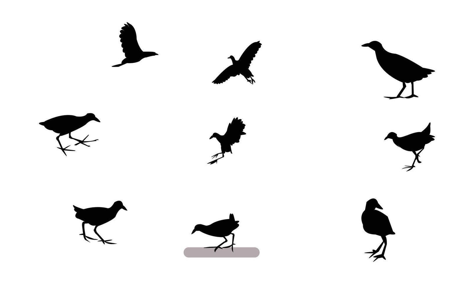 African crake bird Silhouette Collection vector