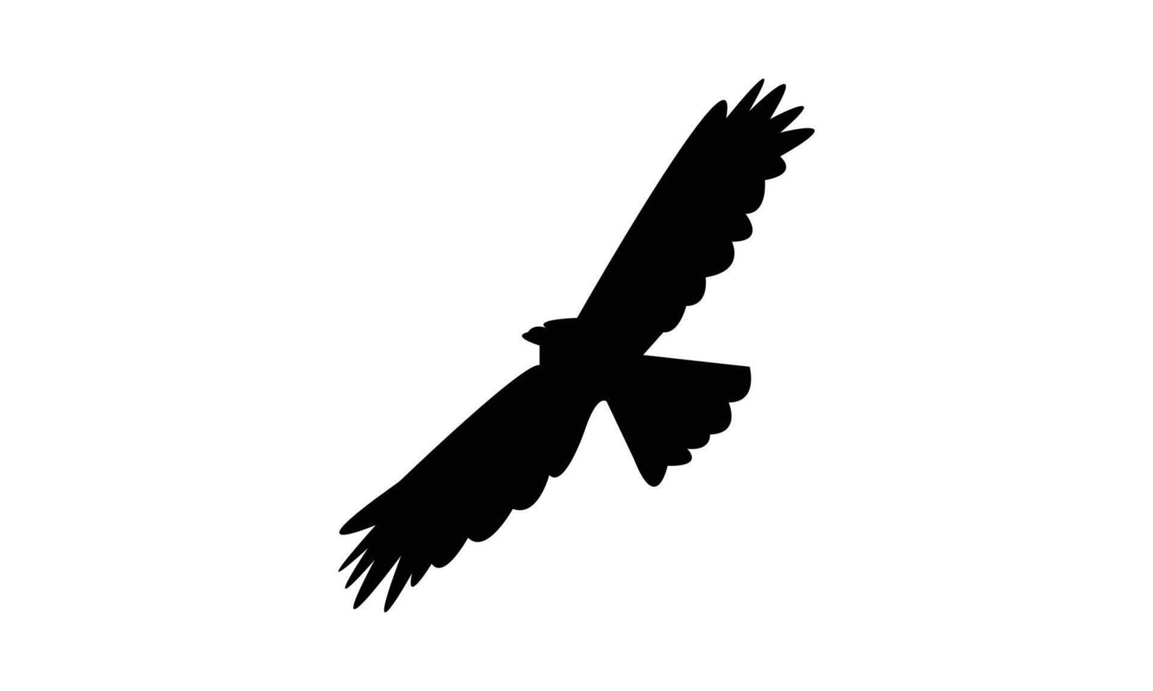 Flying African cuckoo bird black Silhouette vector