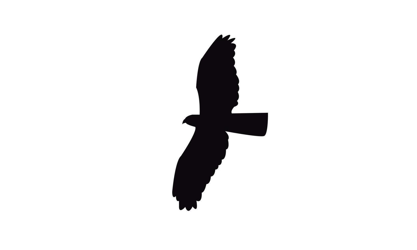Flying African cuckoo hawk bird Silhouette Design vector