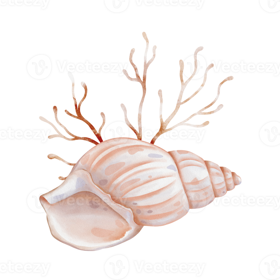 Watercolor composition of Seashell and Seaweed. hand drawn illustration of Sea Shell and brown Algae on isolated background. Undersea element for design in marine vintage style. png