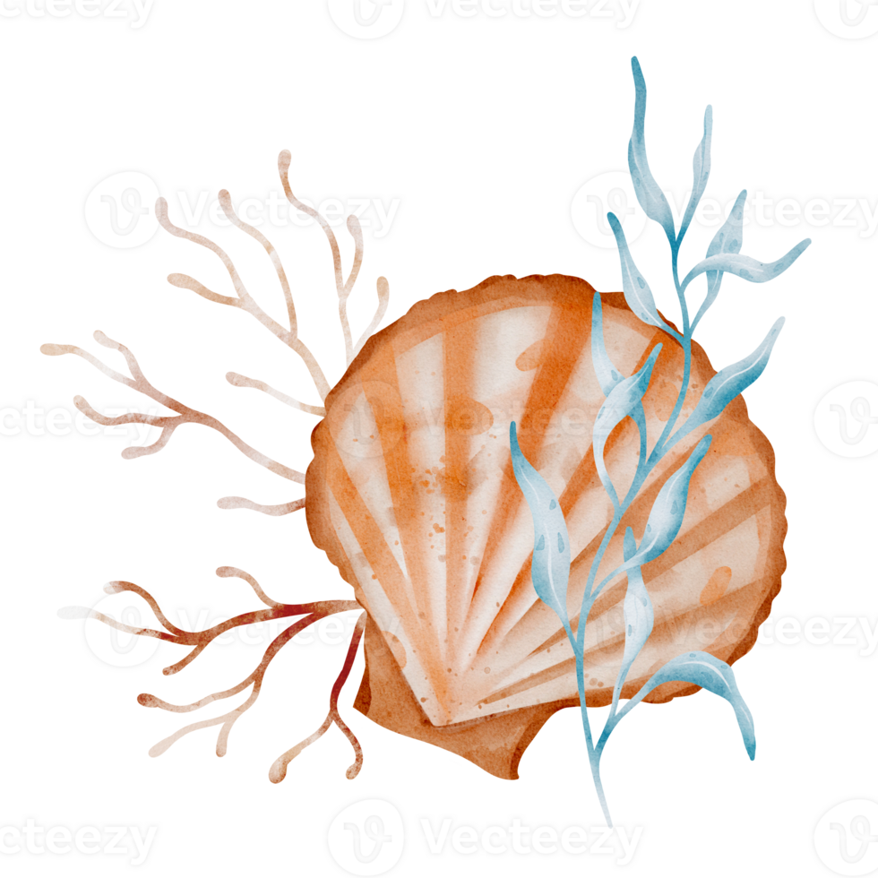 Watercolor composition of Seashell and Seaweed. hand drawn illustration of Sea Shell and brown Algae on isolated background. Undersea element for design in marine vintage style. png