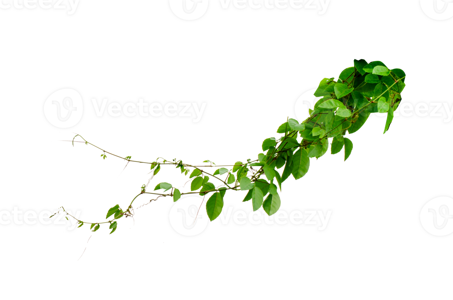 Green vine vine frame leaf vine circle Isolate on transparent background file. png