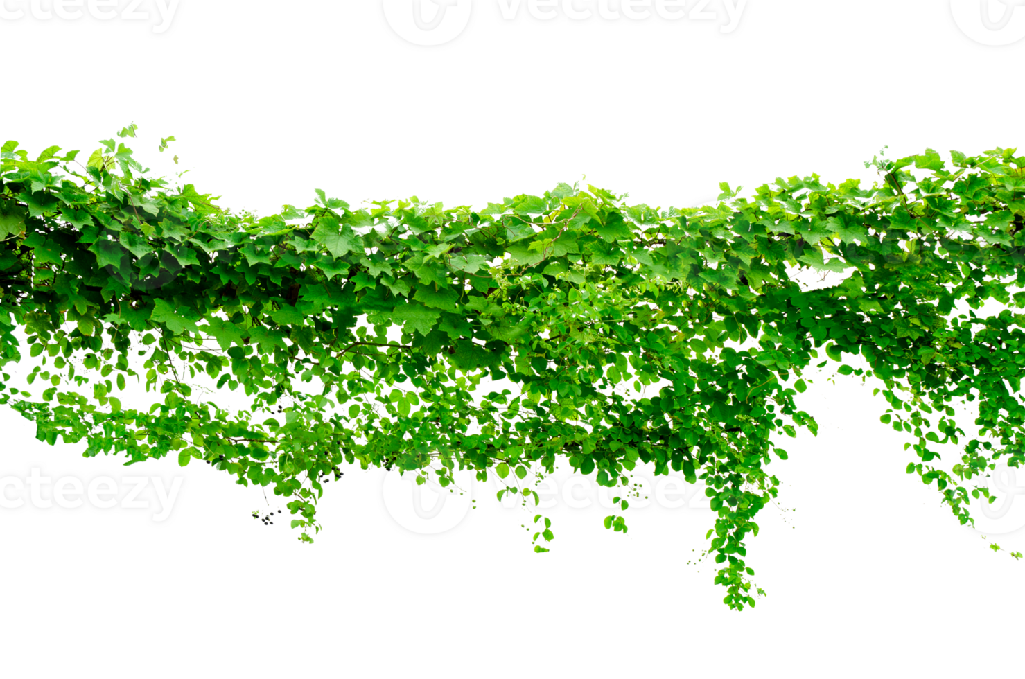 vine frame leaf vine Ivy circle Isolate on transparent background file png