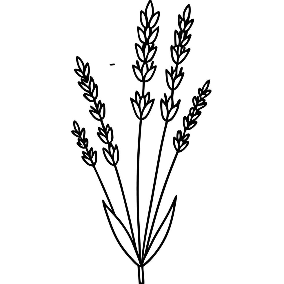 a vertical sprig of lavender-with-small-clustered vector
