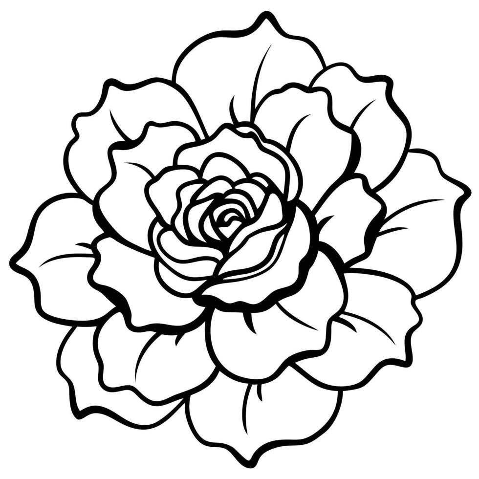 full ruffled bloom with soft edges vector