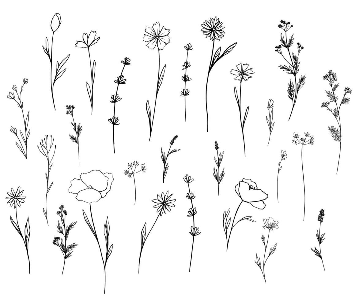 Horizontal seamless set decorated blooming flowers, leaves on white. Spring floral backdrop. Line illustration botanical design field wild flowers. Camomile, bluebells, poppy, medicine herbs vector