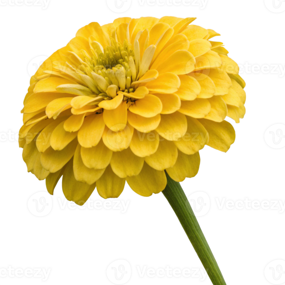 A bright yellow zinnia with layered, ruffled petals and a fresh green stem. The flower is vibrant png