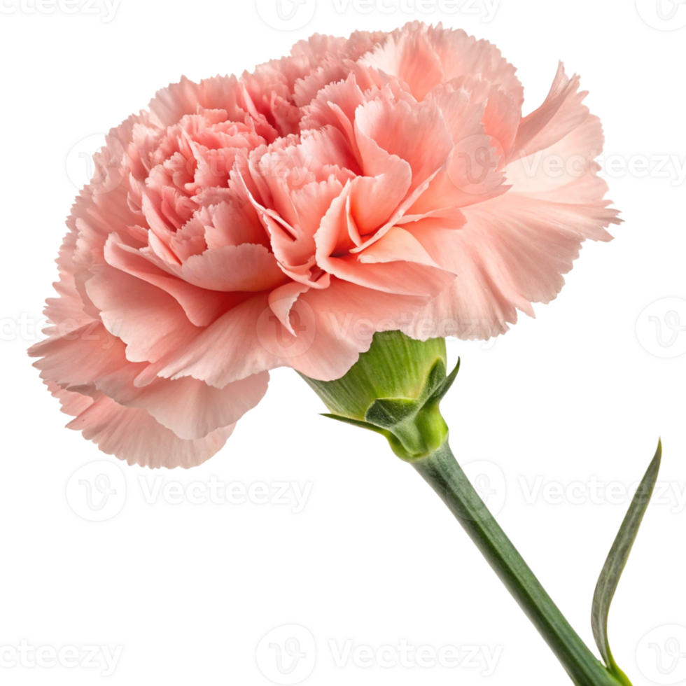 A soft pink carnation with ruffled petals and fresh green stem. The flower is vibrant and detailed png
