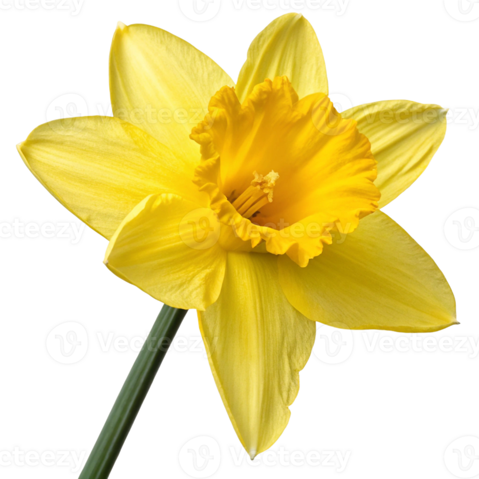 A bright yellow daffodil with a trumpet shaped center and six smooth petals. png