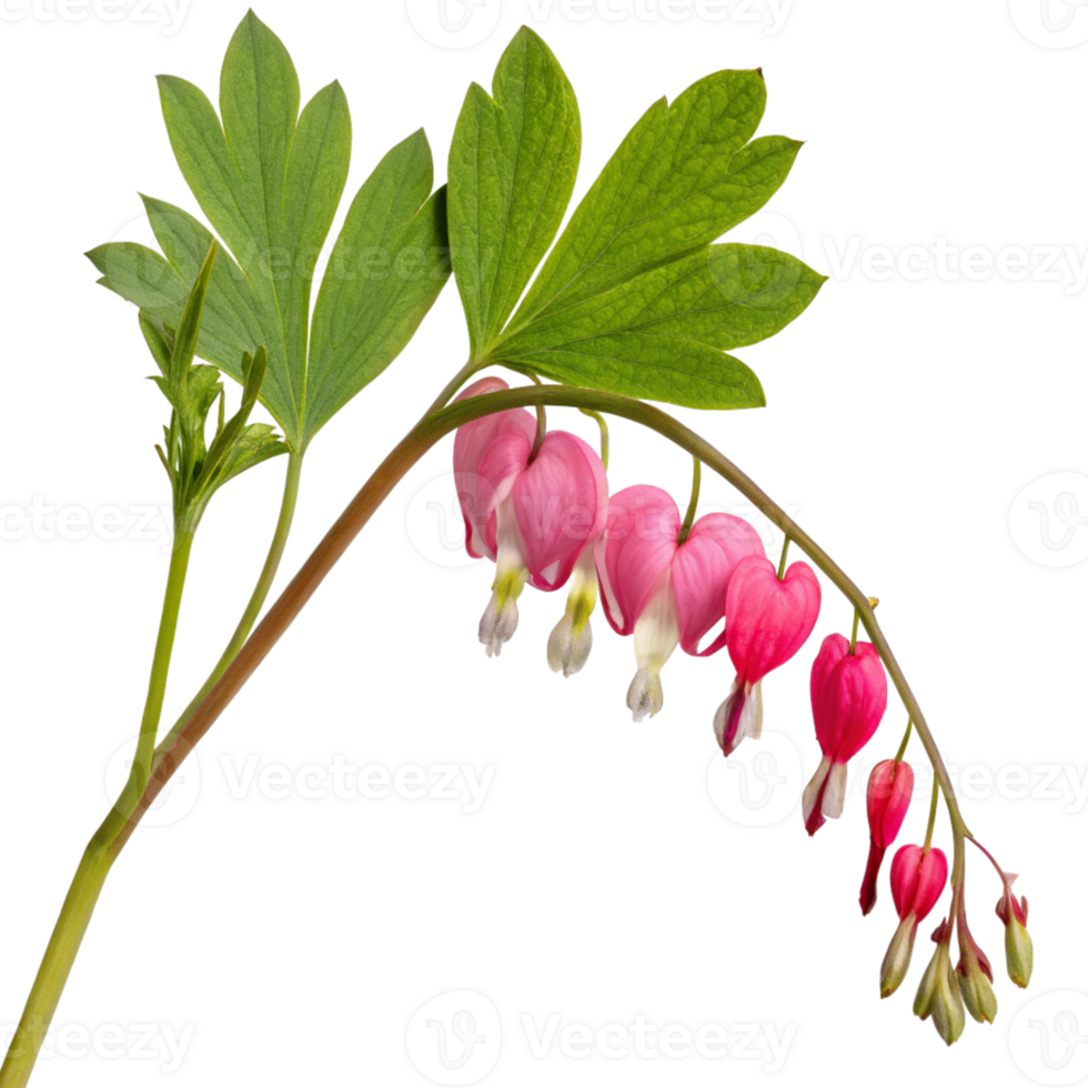 A delicate pink bleeding heart flower with heart-shaped blooms and a fresh green stem. png