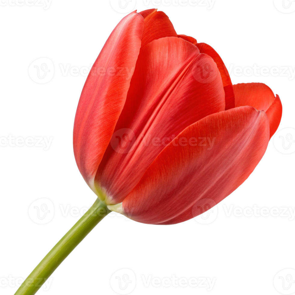 A bright red tulip with smooth, cup-shaped petals and a fresh green stem. png