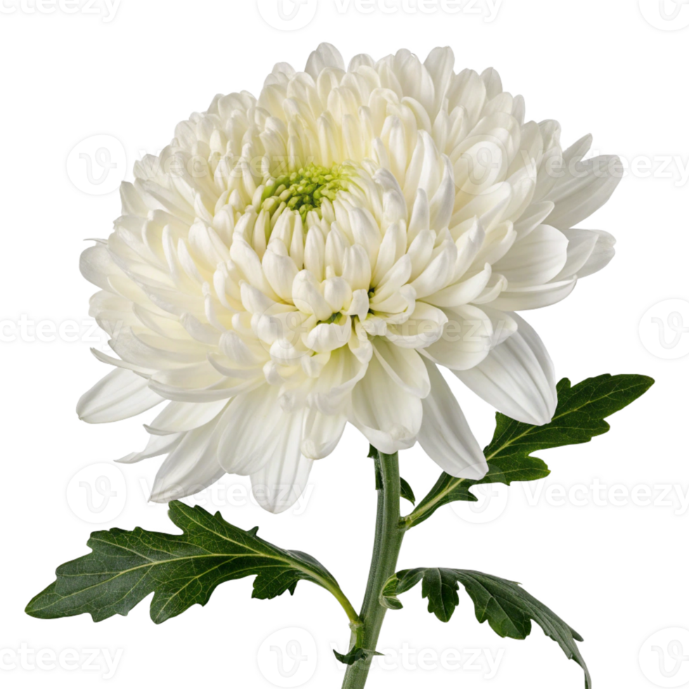 A pristine white chrysanthemum with layered, delicate petals and a fresh green stem. png