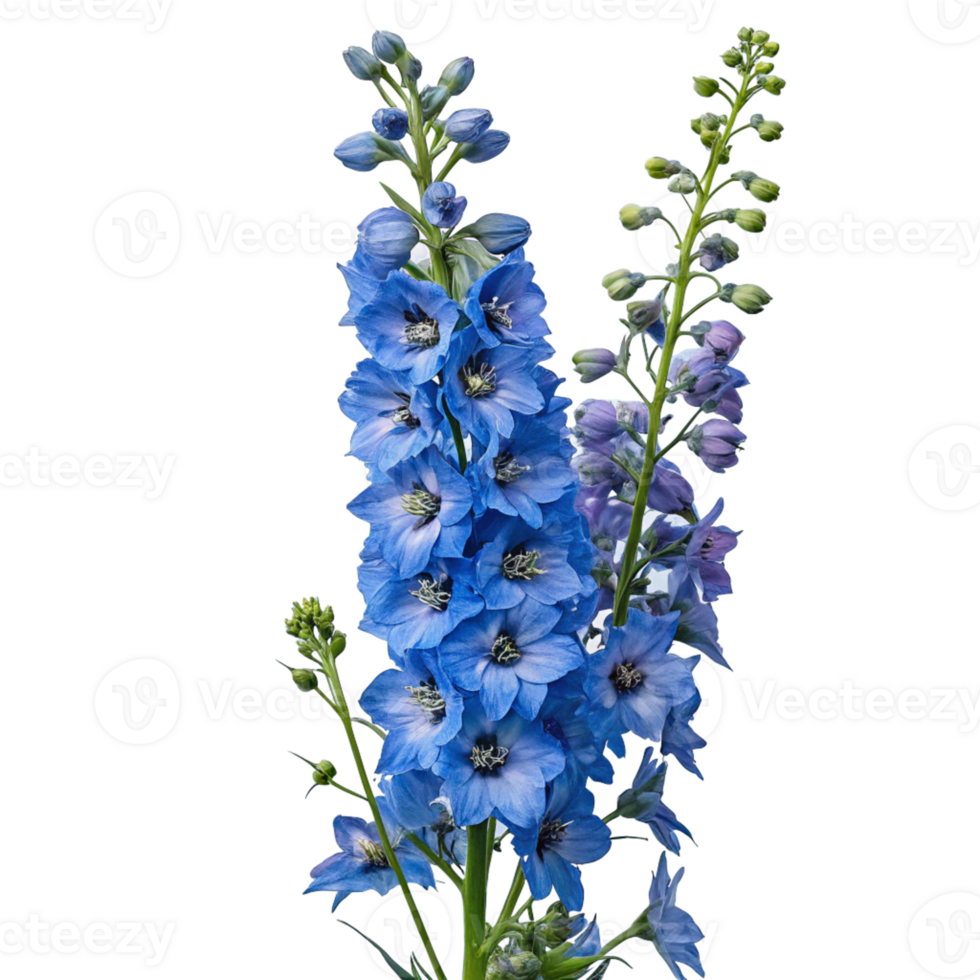 A tall blue delphinium with multiple blooms and a fresh green stem. The flower is vibrant png