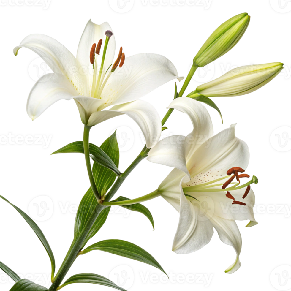A pristine white lily with elegant, trumpet shaped petals and a fresh green stem. png