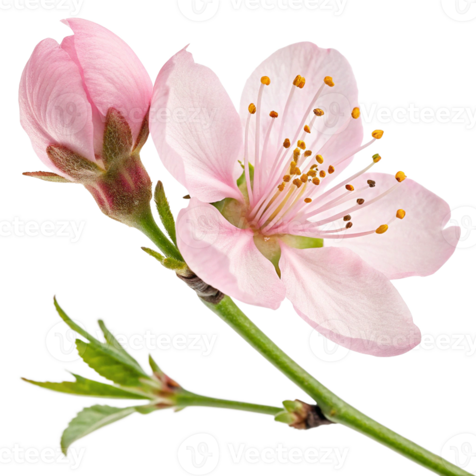 A delicate pink cherry blossom with five soft petals and a fresh green stem. The flower is vibrant png