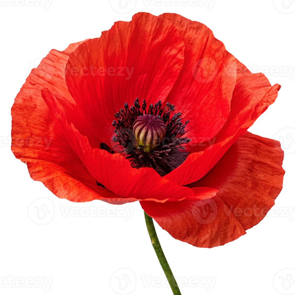 A bright red poppy with delicate, papery petals and a dark center. The flower is fresh and vibrant png