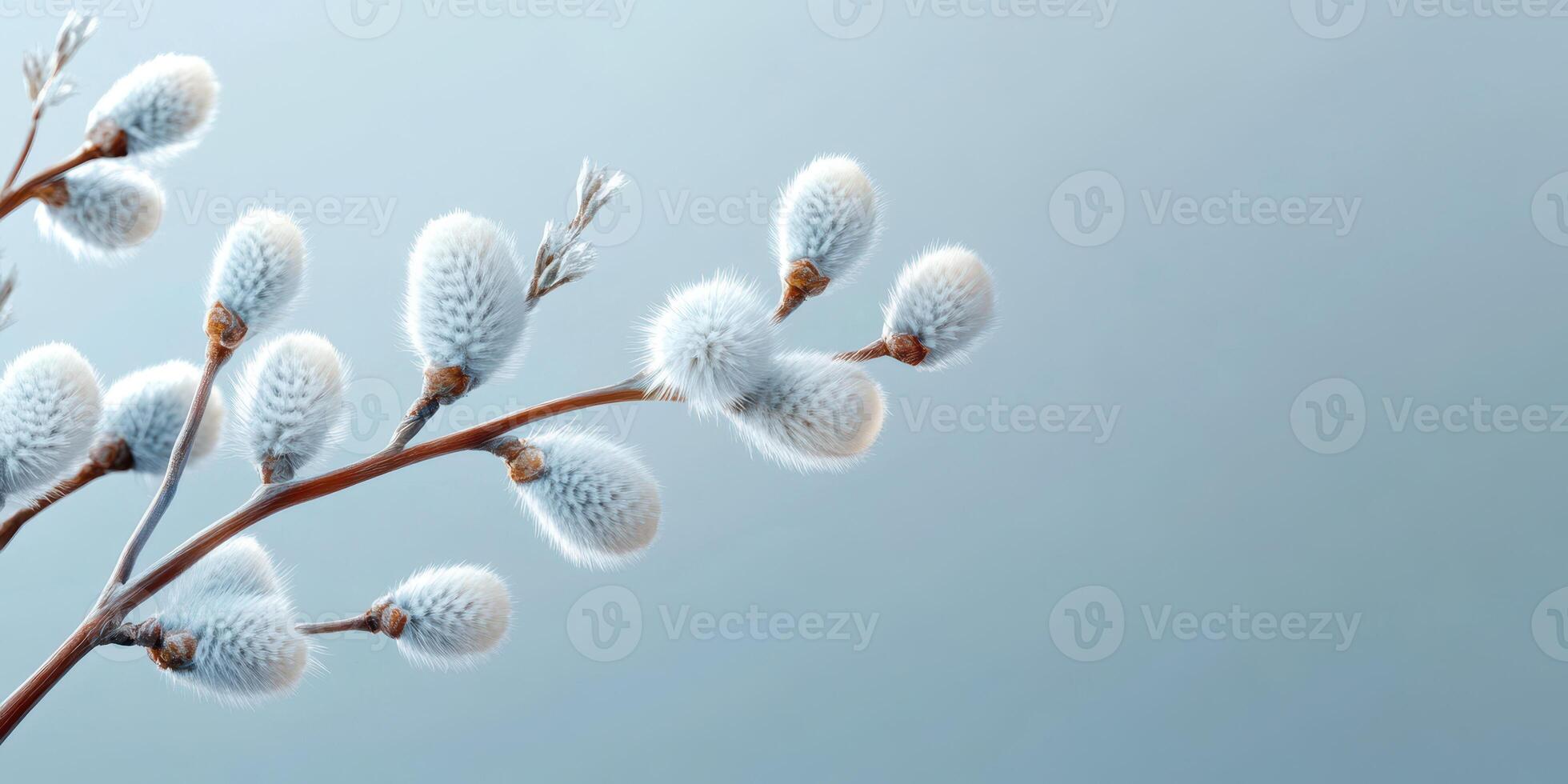 Soft and fluffy willow catkins blooming on a delicate branch against a serene blue background in early spring photo