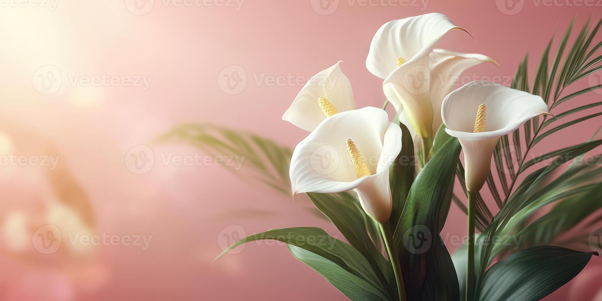 Elegant white calla lilies in a soft pink background with gentle lighting and green leaves during daytime photo